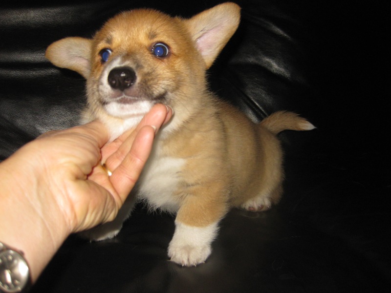 Puppies